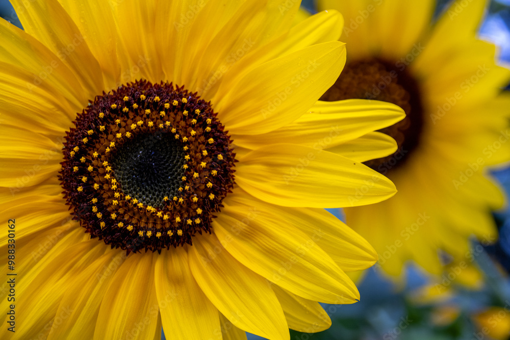 Bright yellow sunflower head in full bloom more in the background Bright yellow sunflower head in full bloom more in the background