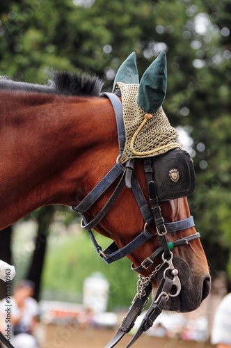 Close-up of a bridled horse with ear covers in an outdoor setting