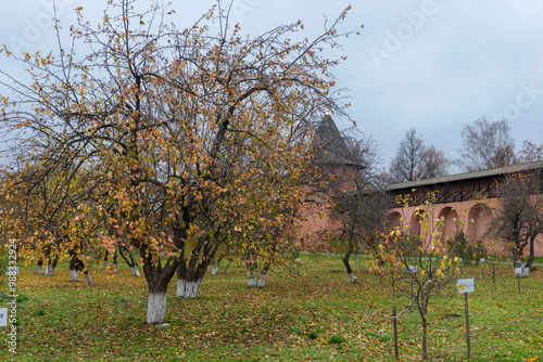 Apothecary's garden in the Spaso-Evfimiev Monastery. Suzdal. Vladimir region, Russia photo