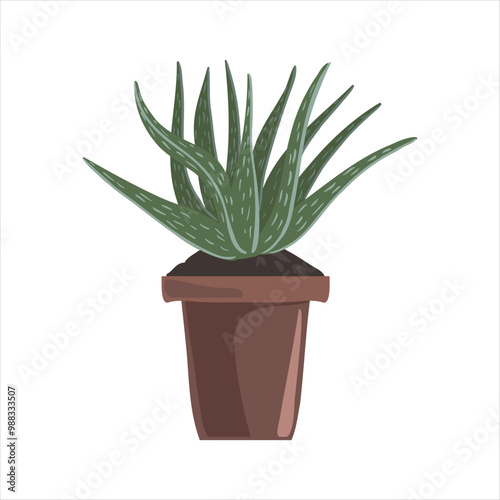 vector drawing house plant in pot, Haworthia succulent isolated at white background, hand drawn illustration