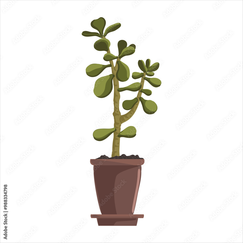 Fototapeta premium vector drawing house plant in pot, money tree, Crassula ovata, succulent isolated at white background, hand drawn illustration