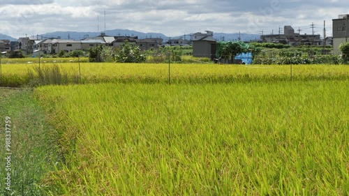 防鳥テープが張られた田園風景