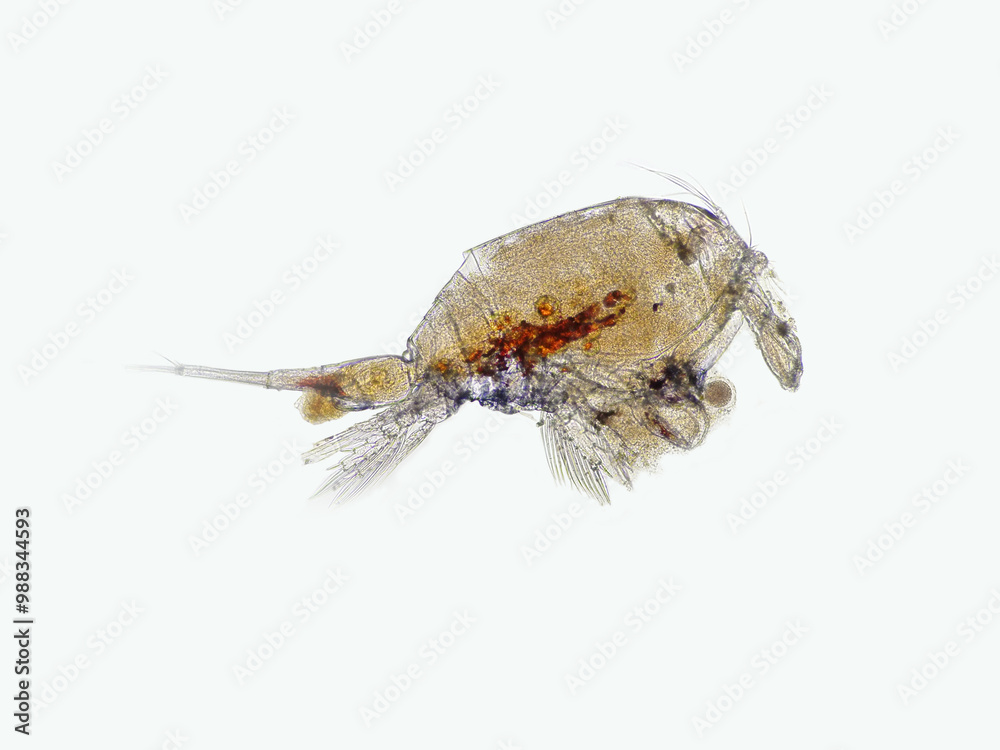 Copepod (Zooplankton) are a group of small crustaceans found in marine and freshwater habitat. Some copepods species are planktonic some are benthic. Copepod (Zooplankton) are a group of small crustaceans found in marine and freshwater habitat. Some copepods species are planktonic some are benthic.