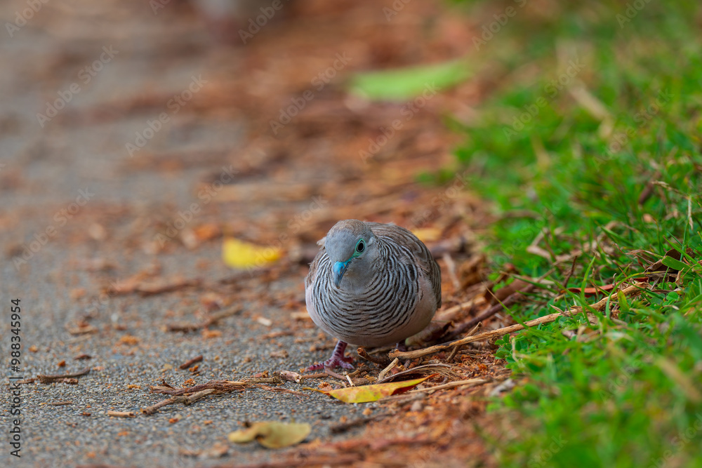 色鮮やかなオーストラリアの野鳥 色鮮やかなオーストラリアの野鳥