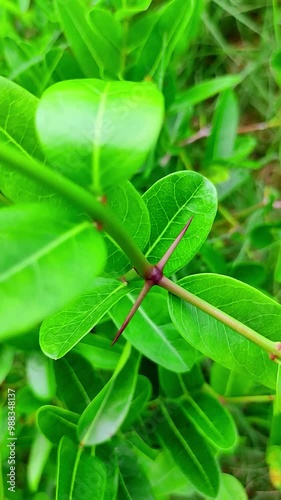 leaf with droplets