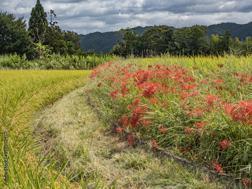 畦道に咲く彼岸花