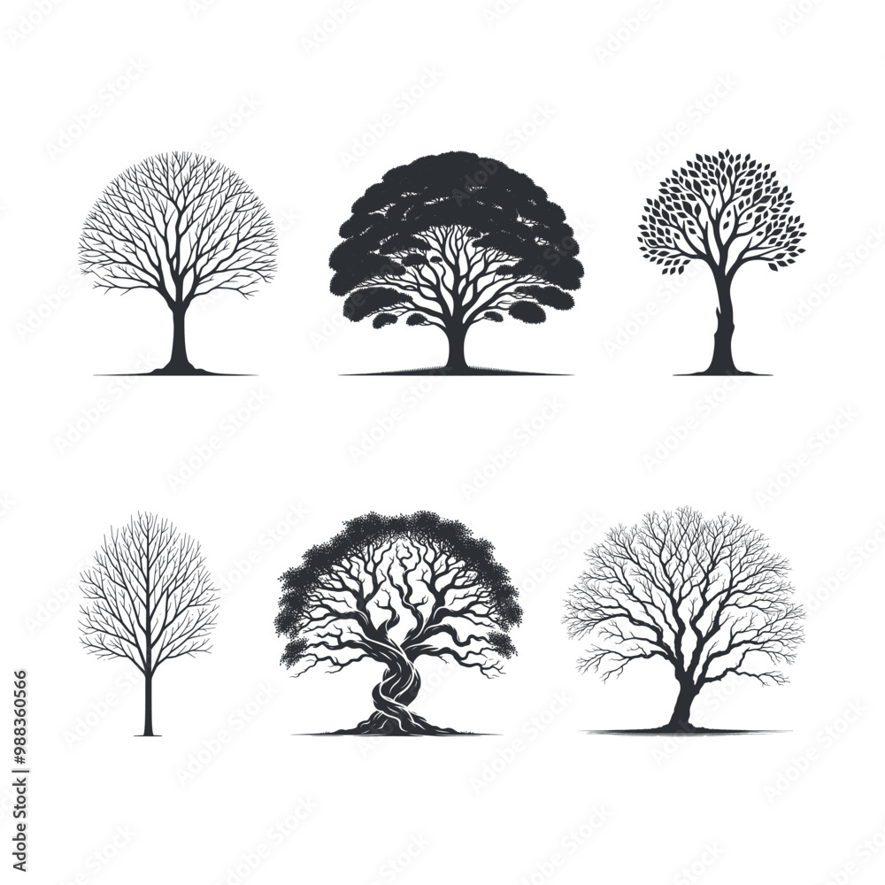 Obraz premium Elm Tree silhouette