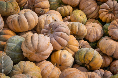 Ein Haufen voller Muscat de Provence Speisekürbissen