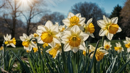 Bright daffodils blooming in a sunny garden with soft sunlight and a clear blue sky