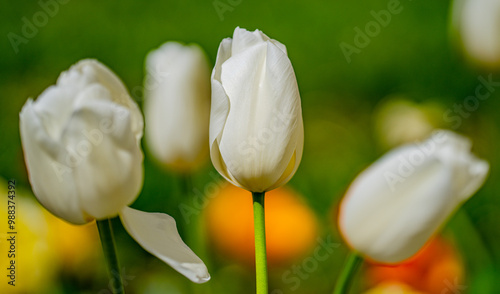 White tender tulipin the spring garden. Beautiful blooming flowers in the spring park. Select focus. Tender Spring background. Tulips, Tulipa. Blossom garden in April. Tenderness blossom nature. photo