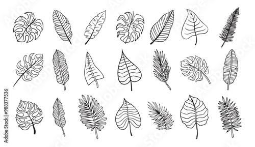 Palm tropical exotic leaves outline sketch. Tropical palm leave doodle, isolated linear doodle style. 