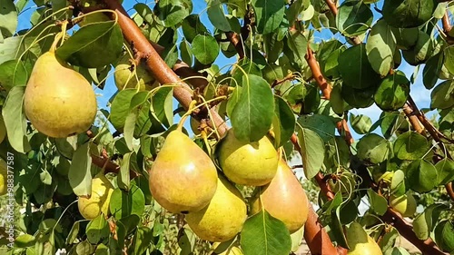 Pears harvest in summer garden. Fresh ripe juicy pears hang on tree branch in orchard. Ripe yellow pear on branch of pear tree in orchard for food outside