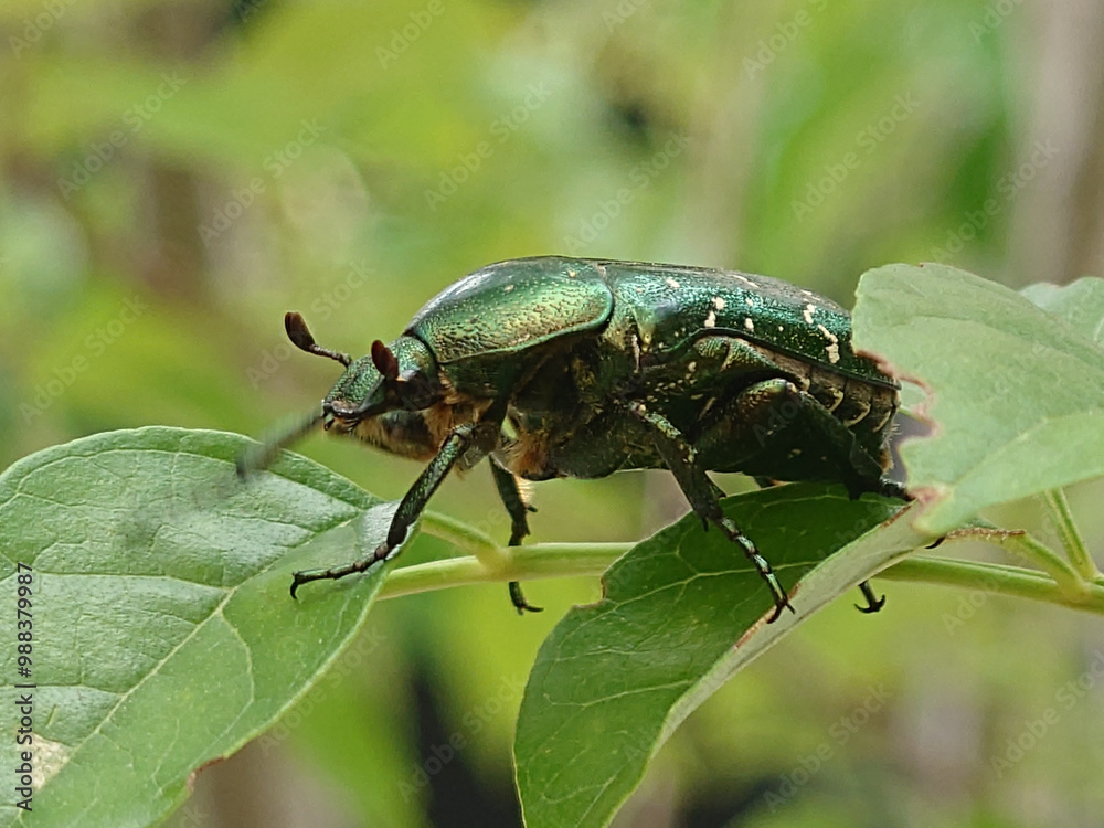 Naklejka premium カナブン