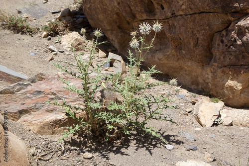 Plant along the Bartang River in the Gorno-Badakhshan region in Tajikistan photo