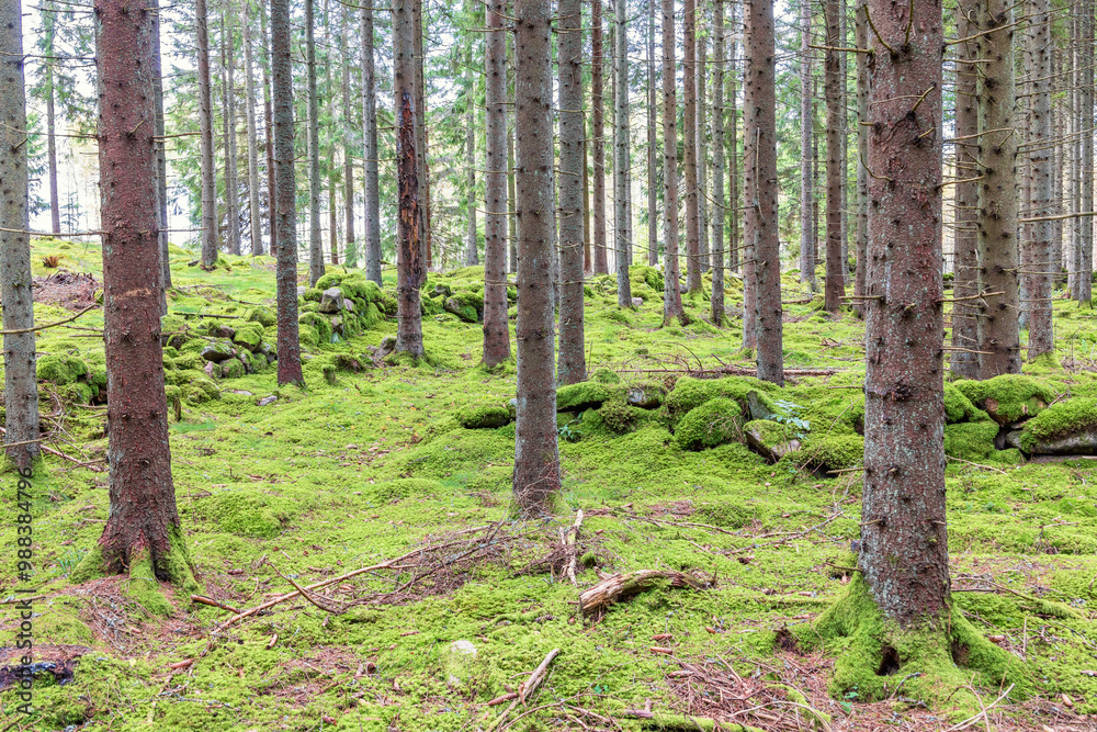 Obraz premium Forest landscape with moss covered stone walls