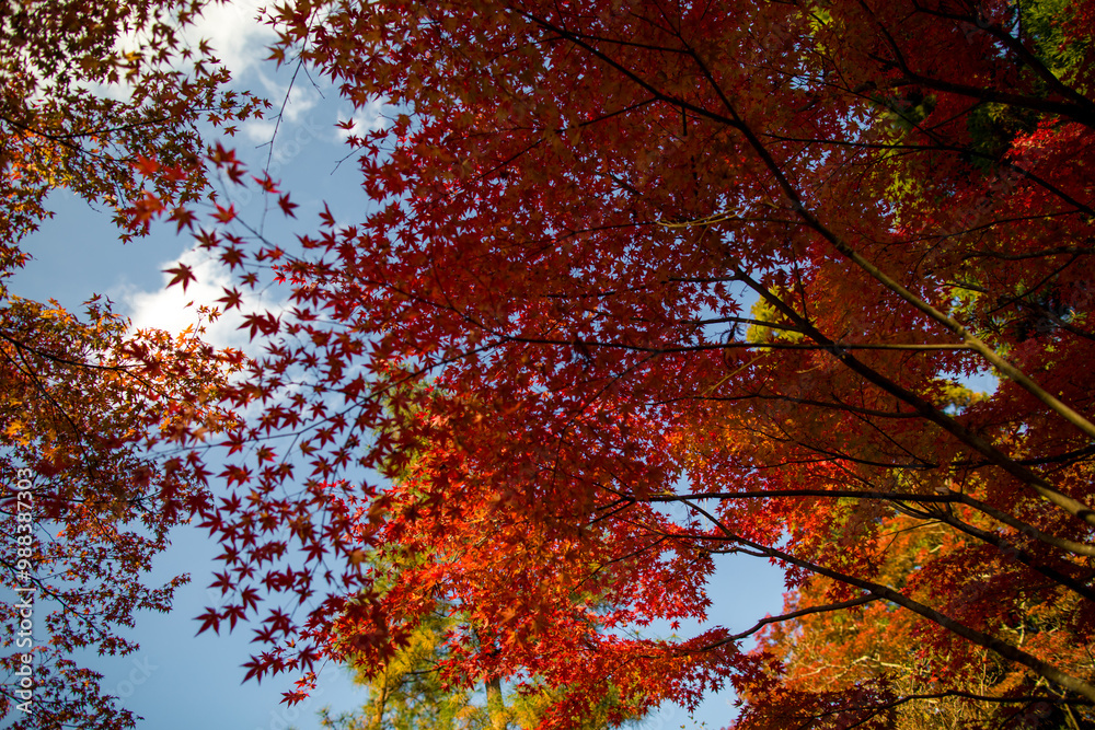 autumn in japan autumn in japan