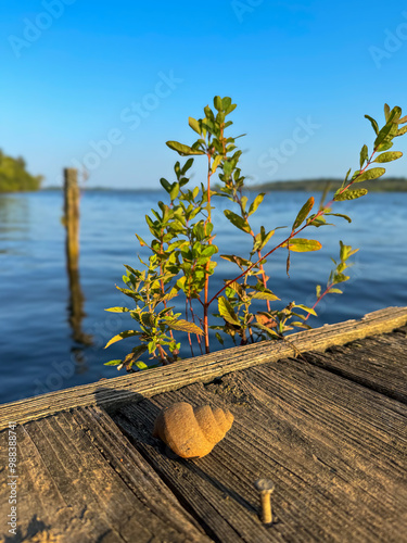 The river dock, rusty nail  and snail shell photo