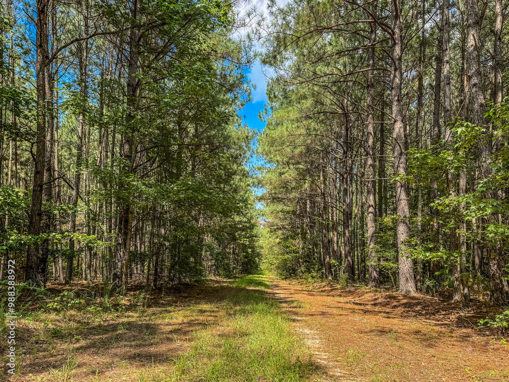 Fototapeta premium Farm back road through pine forest