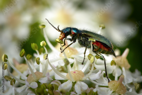 Zweifleckiger Zipfelkäfer (Malachius bipustulatus) Weibchen frisst Pollen an Wiesen-Bärenklau (Heracleum sphondylium) in Baden-Württemberg, Deutschland photo