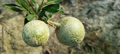 Wood Apple food agriculture sector 