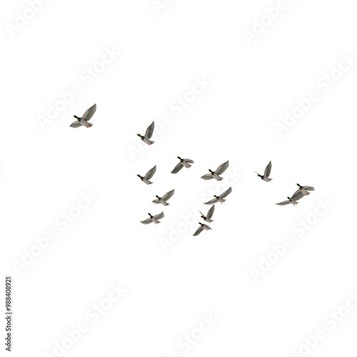 Flock of Ducks PNG