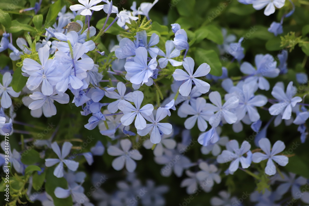 Plumbago auriculata. Cape plumbago also known as cape leadwort or blue plumbago. Plumbago auriculata. Cape plumbago also known as cape leadwort or blue plumbago.