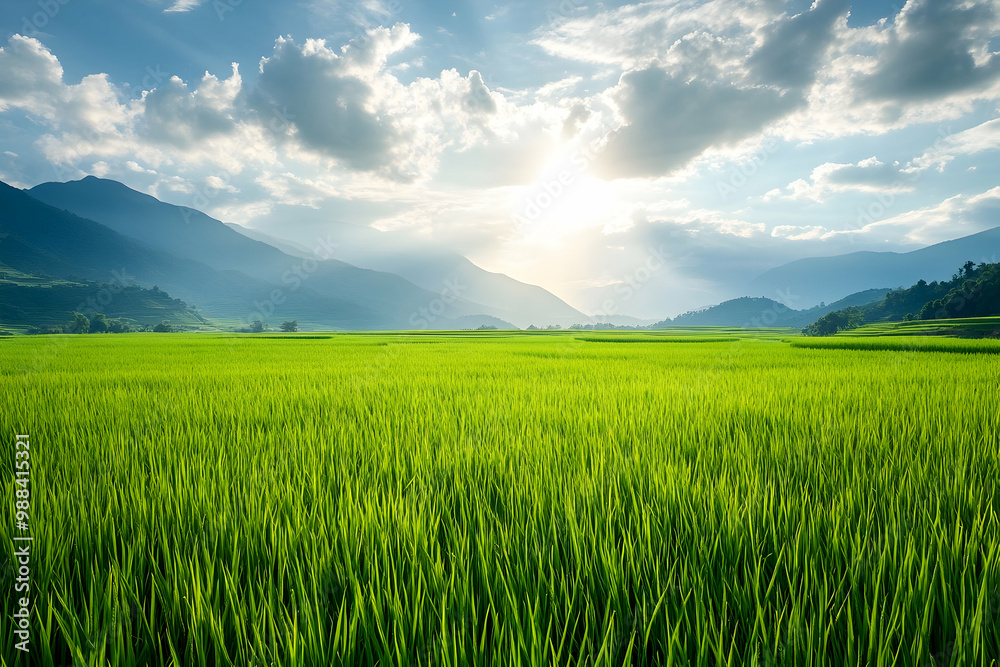 Fototapeta premium Green Rice Field Landscape with Mountains and Cloudy Sky - Realistic Image