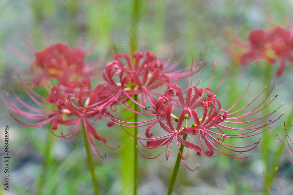 Red equinox flowers bloom, Autumn scenery in publich park