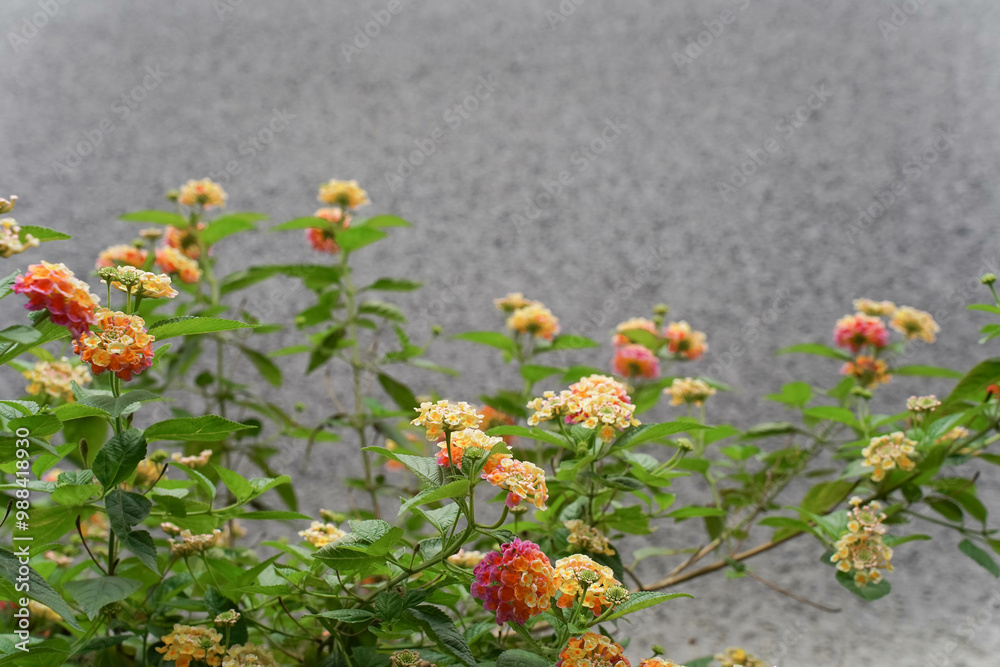 A cluster of vibrant orange lantana flowers blooming against a backdrop of asphalt road