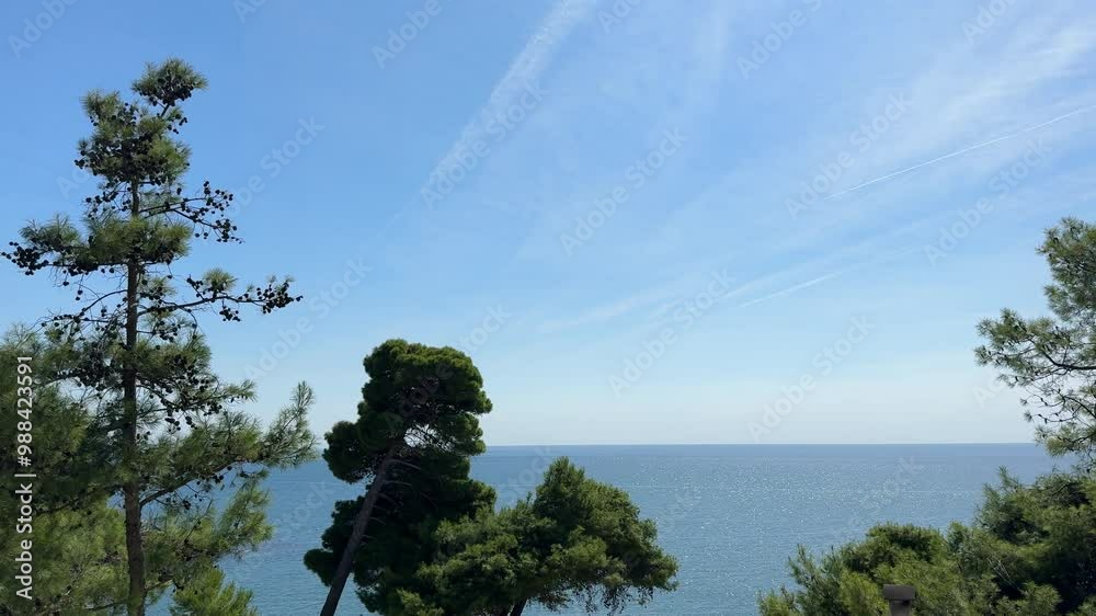 Pine trees on the sea shore and blue sky. Pine trees on the sea shore and blue sky.