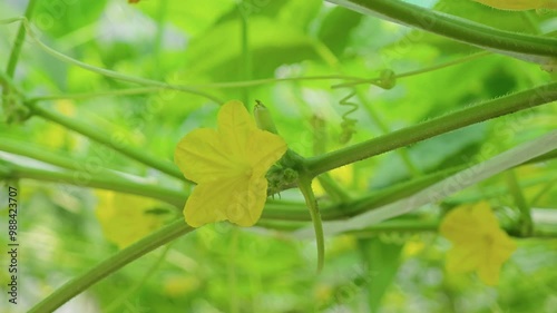 Luffa operculata in the garden. photo