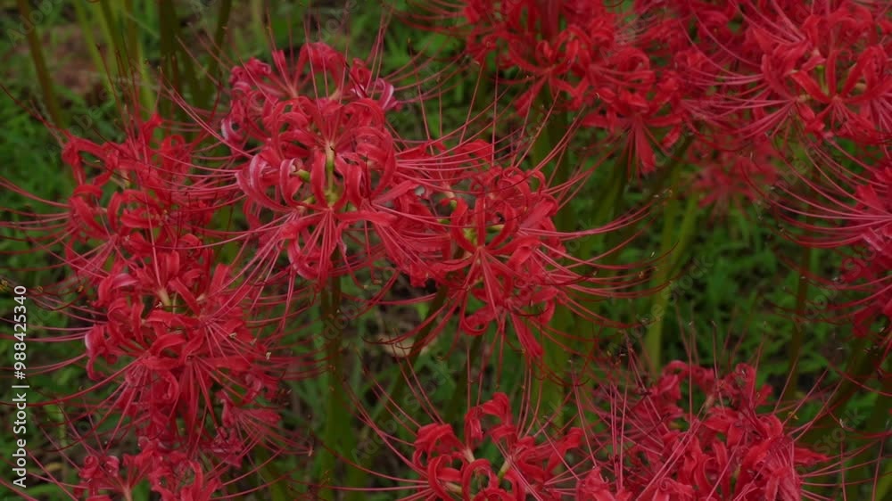 Red equinox flowers bloom, Autumn scenery in publich park Red equinox flowers bloom, Autumn scenery in publich park
