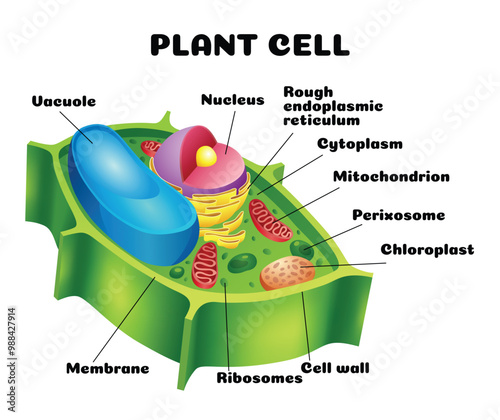 Vector illustration of the Plant cell anatomy structure. Educational infographic