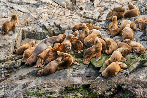 A group of sea lions resting on rocky terrain, with various shades of brown and tan, showcasing Ushuaia’s diverse wildlife in their natural habitat.