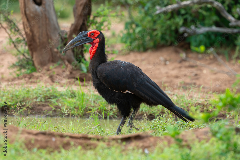 Fototapeta premium Bucorve du Sud, Grand calao terrestre, Bucorvus leadbeateri, Southern Ground Hornbill