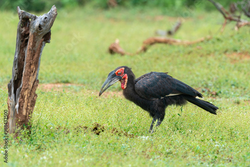 Bucorve du Sud, Grand calao terrestre, Bucorvus leadbeateri, Southern Ground Hornbill photo