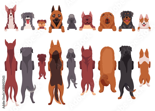 Dogs of different breeds hanging on border. Portraits of muzzles with paws and full bodies. Front and back view. Flat vector design