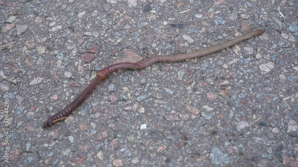 The earthworm crawls. Rain worm top view The earthworm crawls. Rain worm top view