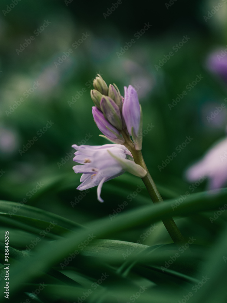 Fototapeta premium Spring flowers in the garden