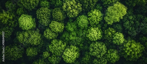 Aerial View of Lush Green Forest Canopy with Dense Foliage and Vibrant Trees in a Serene Natural Landscape