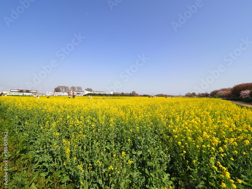 yellow blooming flowers field in spring and blue sky