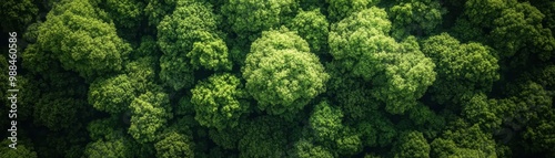 Aerial View of Lush Green Forest Canopy with Dense Foliage and Vibrant Trees in a Serene Natural Landscape