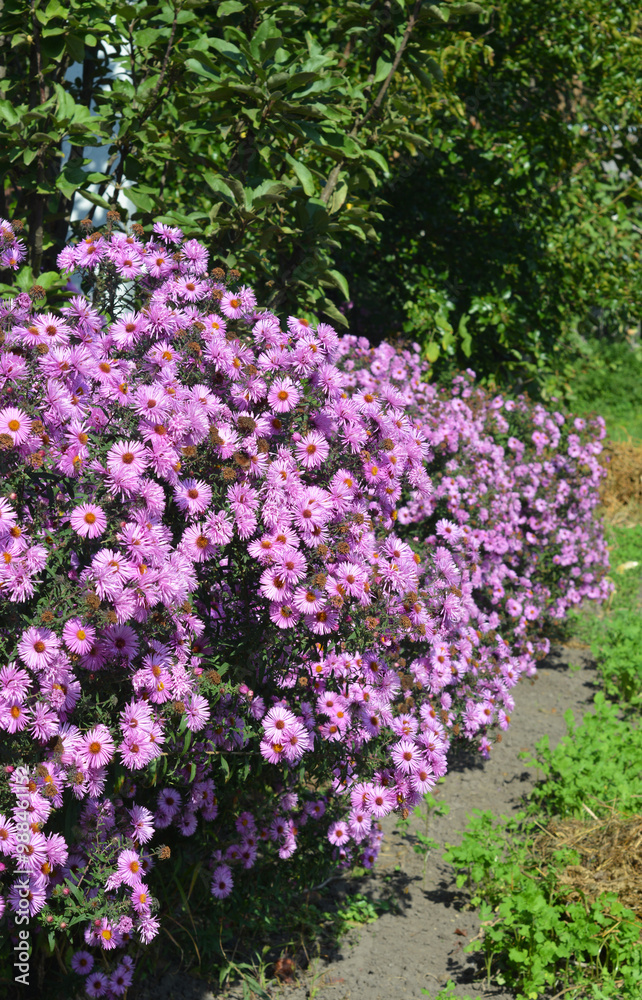 Blooming bushy aster pink flowers in garden flower bed Blooming bushy aster pink flowers in garden flower bed