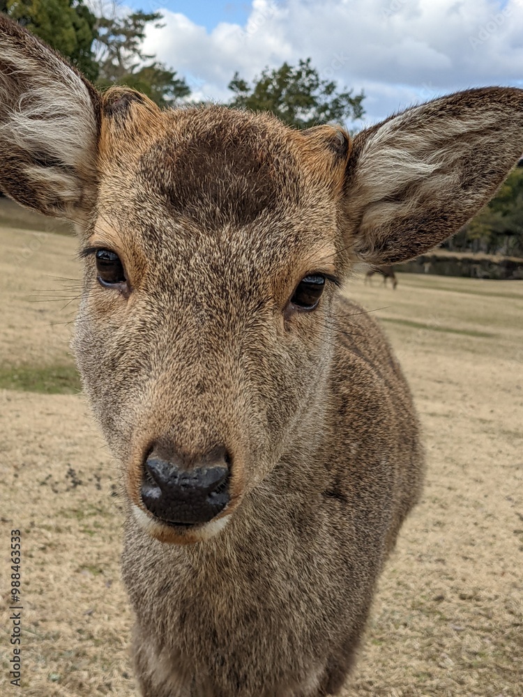 Fototapeta premium portrait of deer