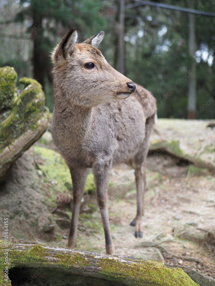 Fototapeta premium beautihul deer in forest