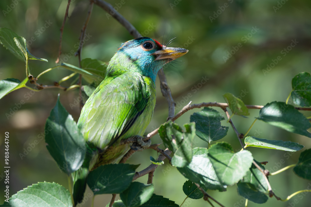 Obraz premium Blue-throated Barbet juvenile perching in the bush in its natural habitat. 
