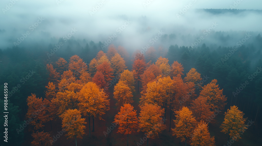 Aerial view of an autumn forest with orange trees and fog in the background Aerial view of an autumn forest with orange trees and fog in the background