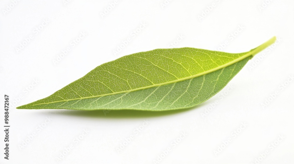 Obraz premium single lemon verbena on white background