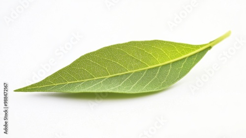 single lemon verbena on white background photo