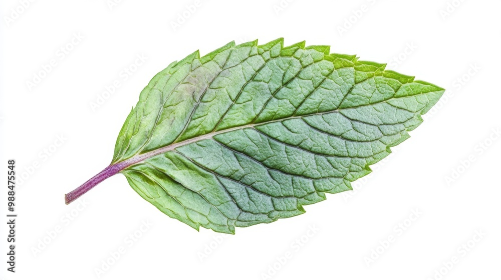 Obraz premium a single peppermint leaf on white background
